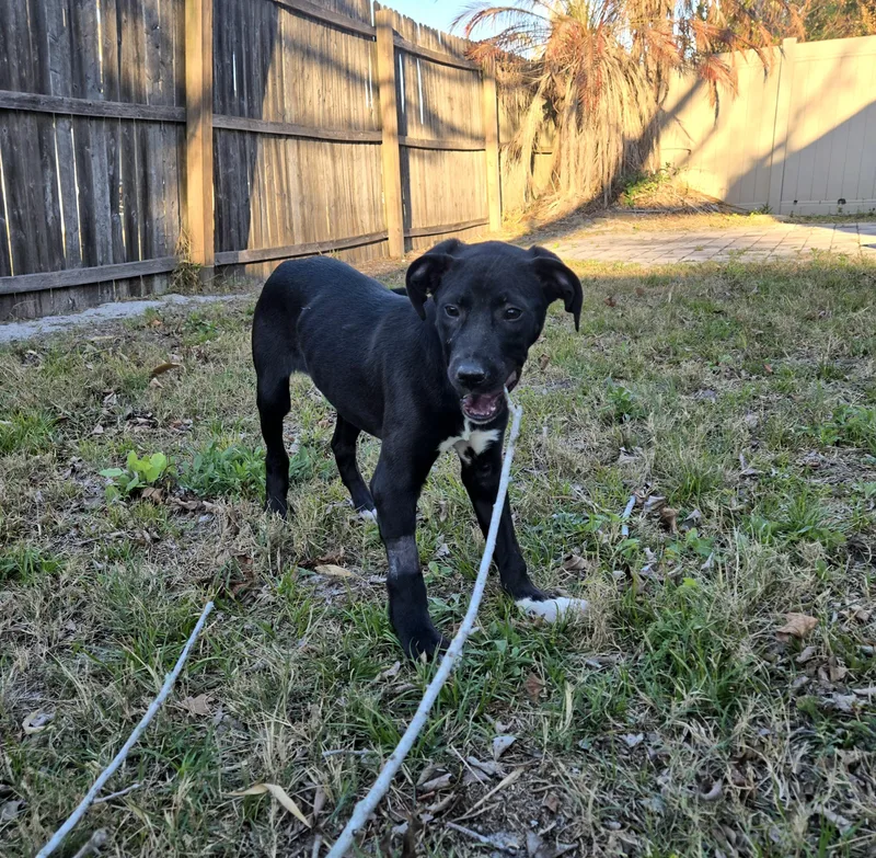 Mattress Topper thumbnail 4