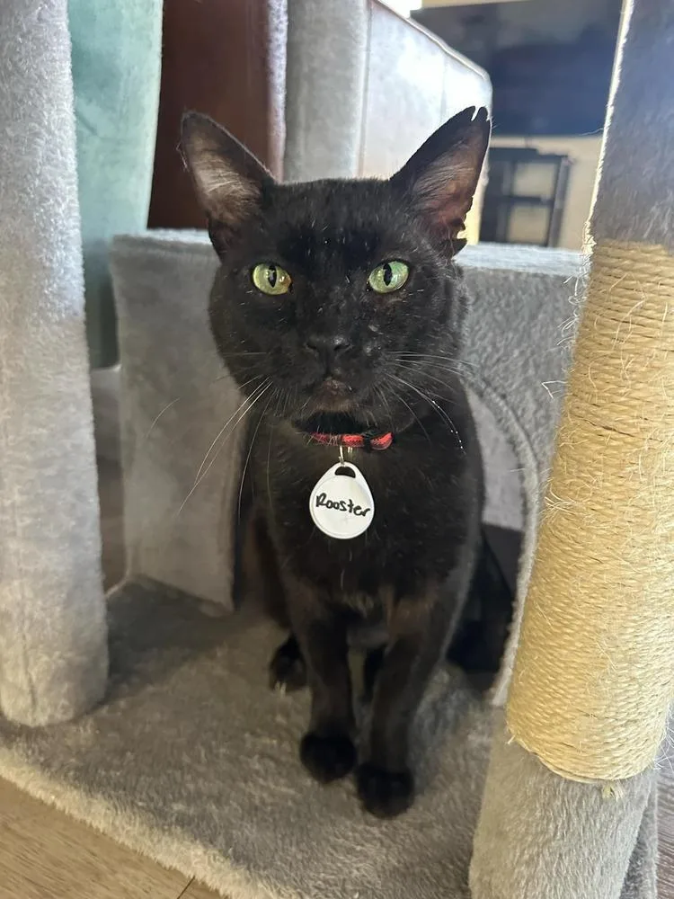 An adult large-sized male Black Domestic Short Hair cat named Rooster for adoption in tucson, AZ