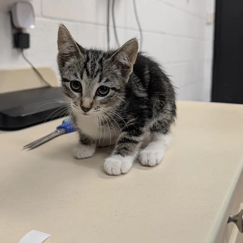 A baby small-sized female Black Domestic Short Hair cat named Frack for adoption in Ardmore, OK