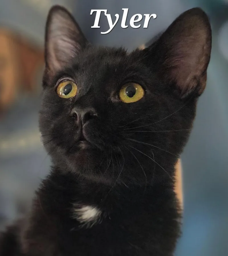 A baby small-sized male Domestic Short Hair cat named Tyler for adoption in Rutherfordton, NC