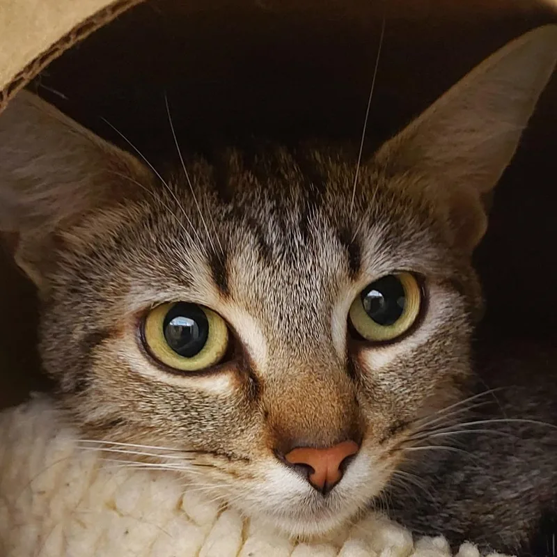 An adult medium-sized female Brown / Chocolate Domestic Short Hair cat named Ruthie for adoption in Dayton, OH