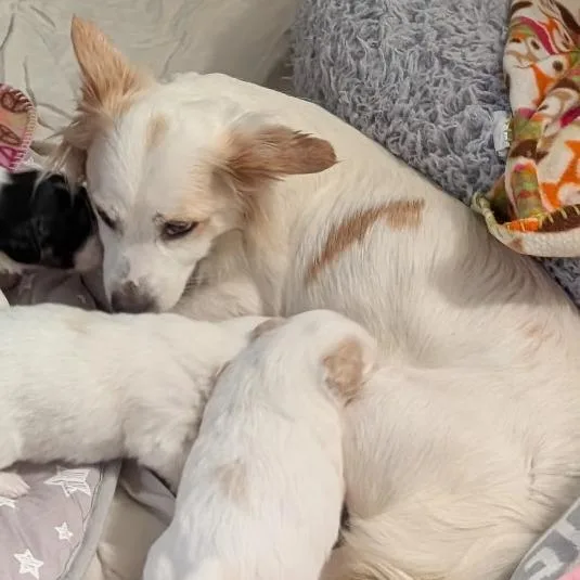 A young small-sized female White / Cream Mixed Breed dog named Addi for adoption in Hinsdale, IL