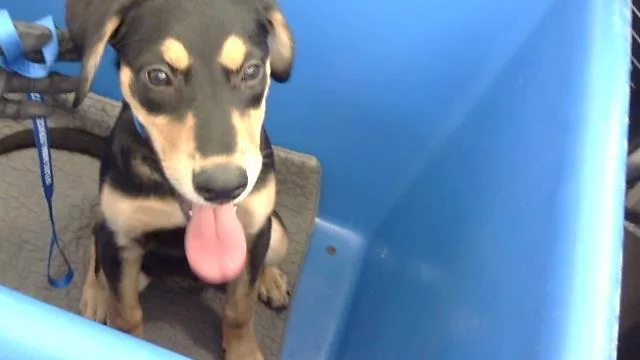 A baby large-sized female Mixed Breed dog named Abby for adoption in Dallas, TX