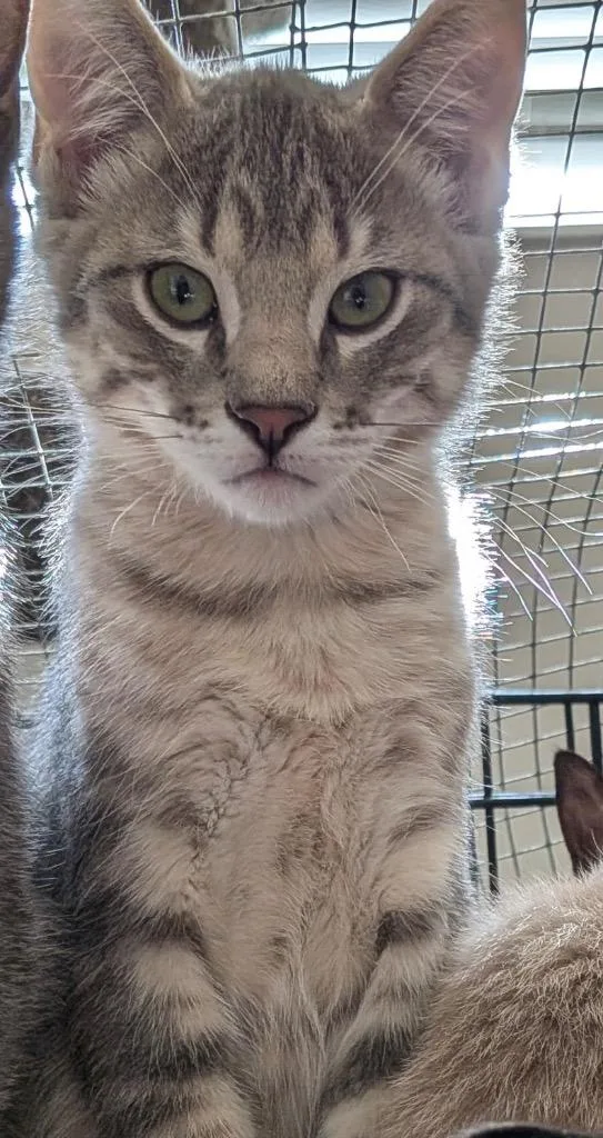 A baby small-sized male Domestic Short Hair cat named Walter for adoption in Ogden, UT