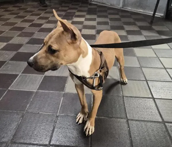 A young medium-sized male Mixed Breed dog named Courage for adoption in New York, NY