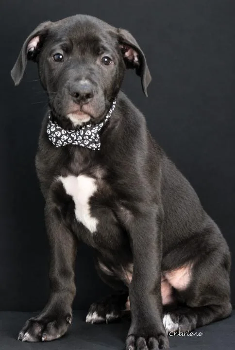 A young large-sized male Black Labrador Retriever dog named Richard for adoption in Newland, NC