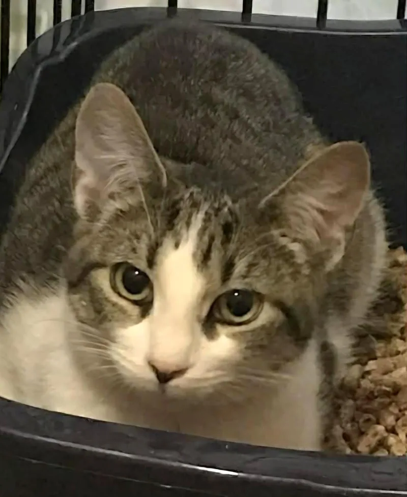 A young medium-sized female Domestic Short Hair cat named Pebbles for adoption in Trenton, NJ