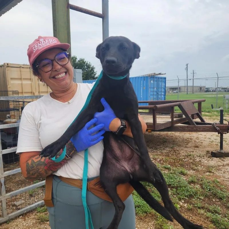 A young medium-sized female Black Mixed Breed dog named Roo for adoption in Park City, UT