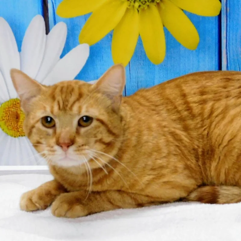 An adult large-sized male Orange / Red Domestic Short Hair cat named Clarence for adoption in Canton, IL
