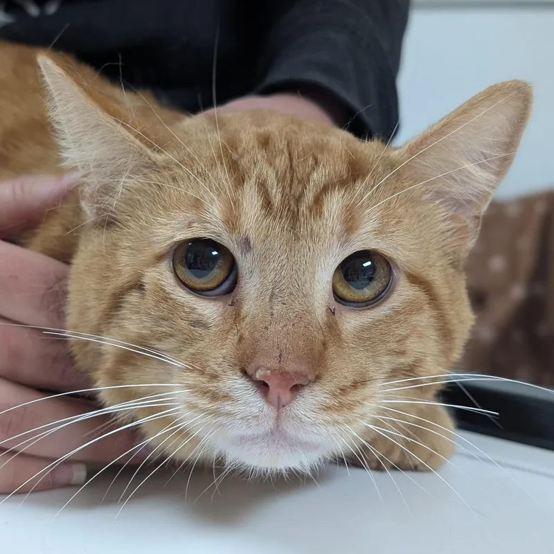 Clarence thumbnail 2