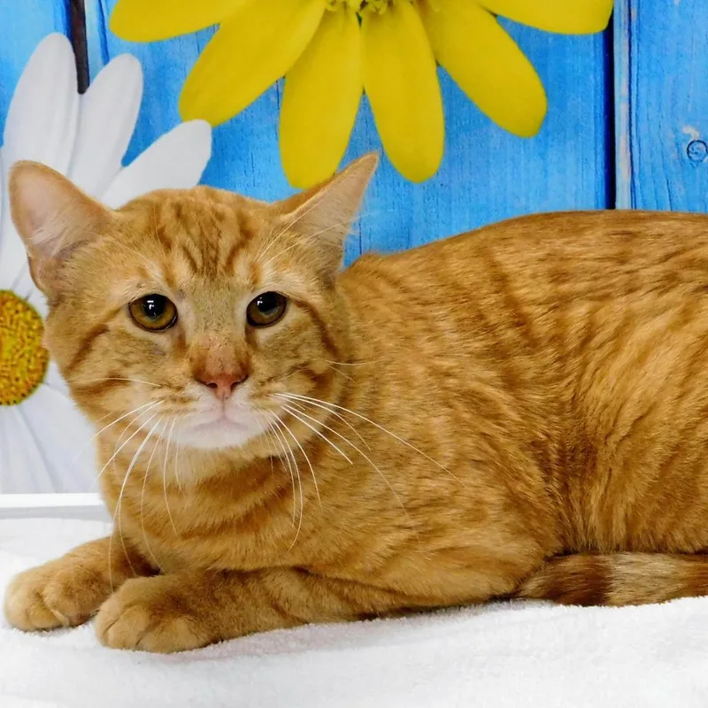 Clarence thumbnail 3