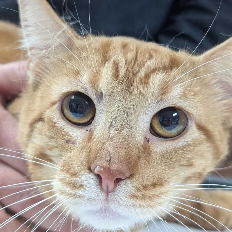 Clarence thumbnail 4