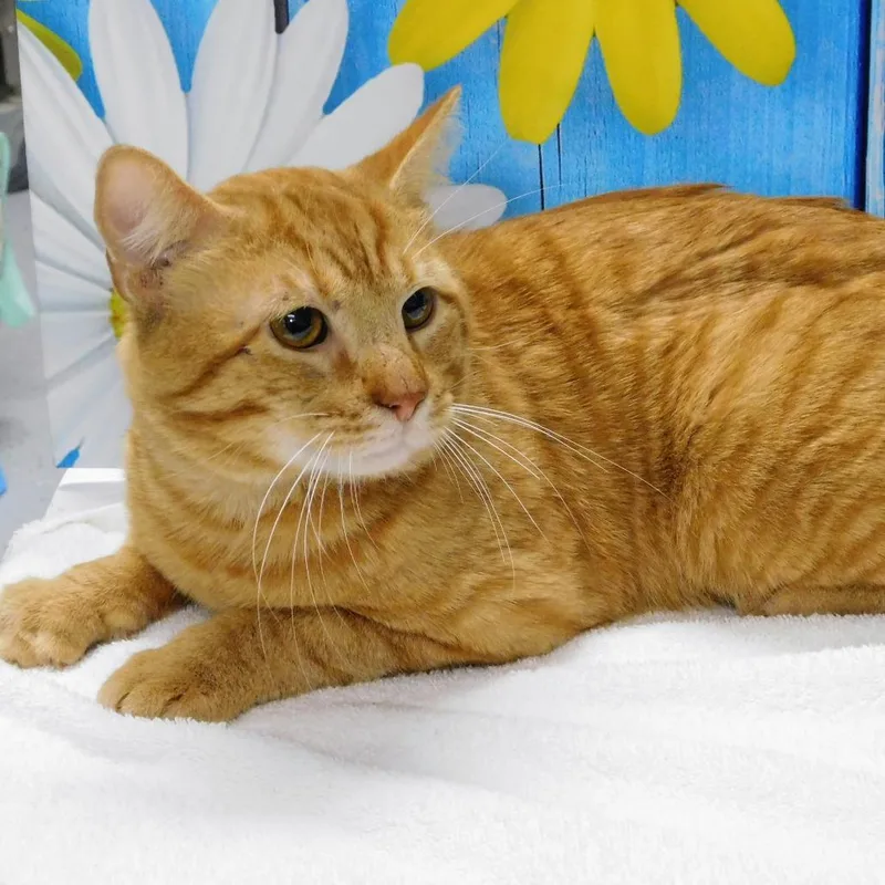 Clarence thumbnail 5