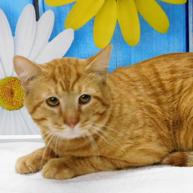 Clarence thumbnail 6