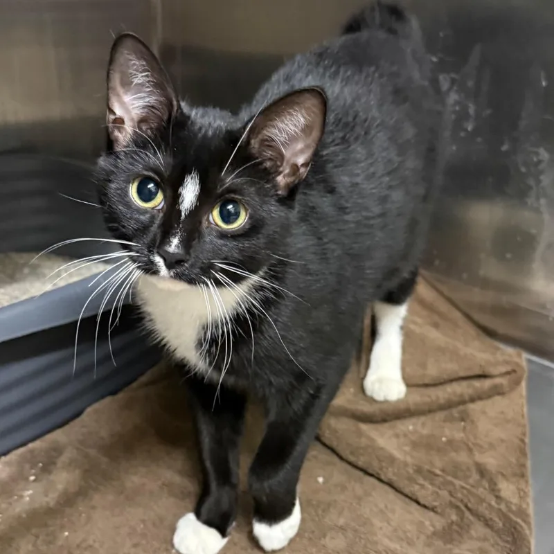 A baby small-sized female Domestic Short Hair cat named Marlette for adoption in Utica, MI