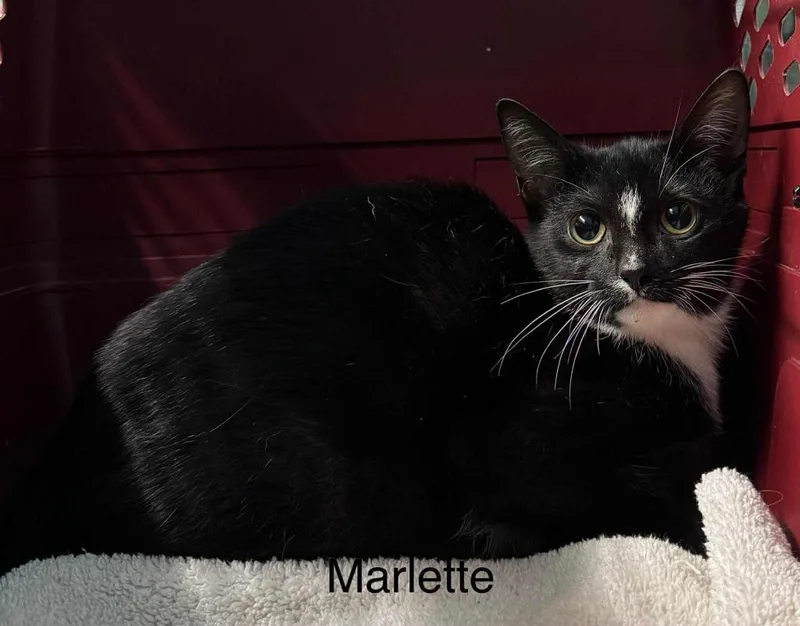 Marlette thumbnail 2