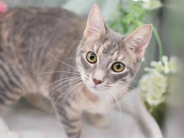 A young medium-sized female Domestic Short Hair cat named Nani for adoption in Portland, OR