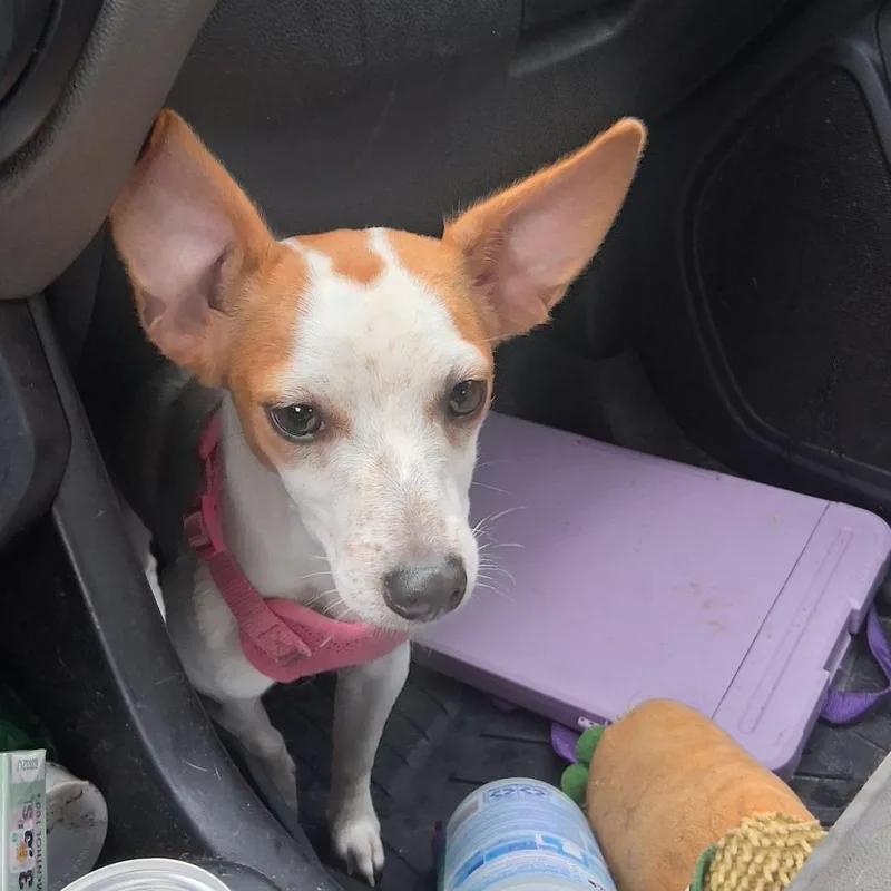 A young small-sized female Chihuahua dog named Millie for adoption in Morriston, FL