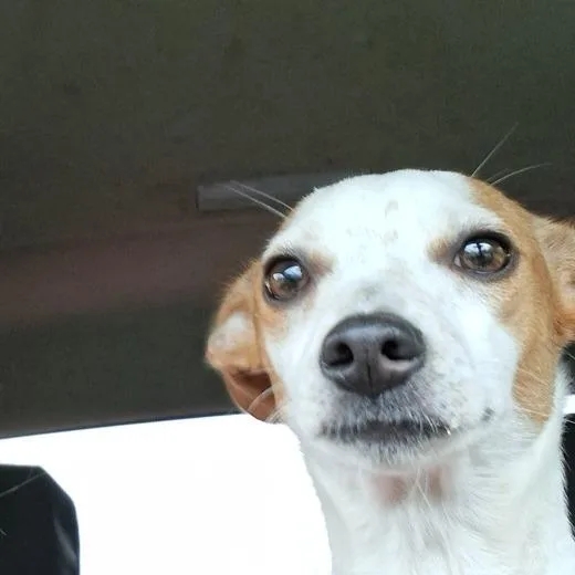 Millie thumbnail 2