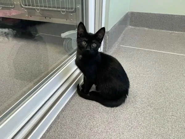 A baby small-sized male Domestic Short Hair cat named Ghee for adoption in McMinnville, OR