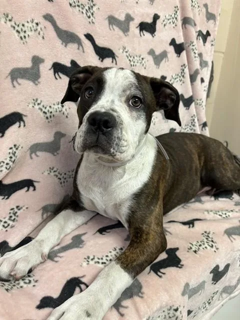 A baby small-sized male English Bulldog dog named Bart for adoption in Castaic, CA