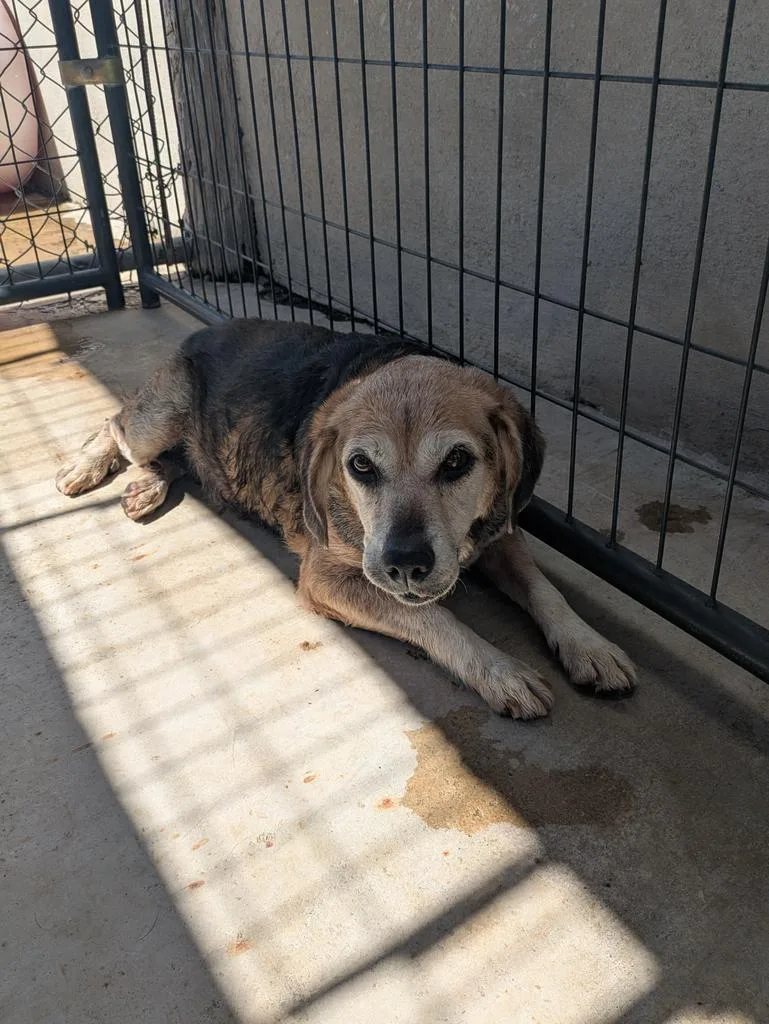 A senior small-sized female Beagle dog named Crunchy for adoption in Brownwood, TX