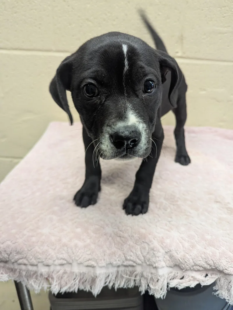 A baby small-sized female Black Pit Bull Terrier dog named Lillion for adoption in Rocky Mount, NC