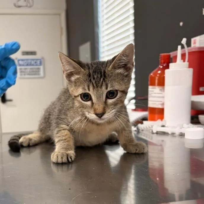 A baby small-sized male Gray / Blue / Silver Domestic Short Hair cat named Urchin for adoption in Livingston, TX