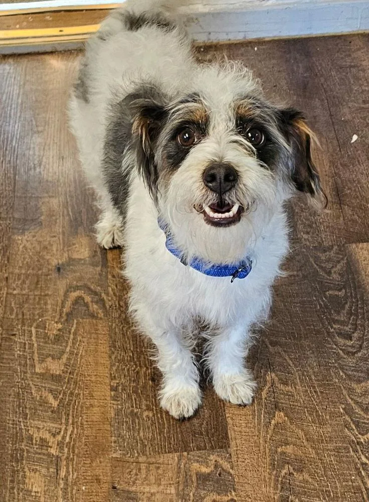 A young small-sized male Terrier dog named Tobias for adoption in Santa Rosa, CA