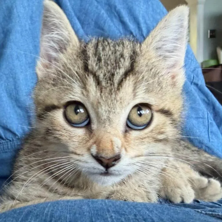 A baby small-sized male Domestic Short Hair cat named Squirrel for adoption in Fairfax, VA