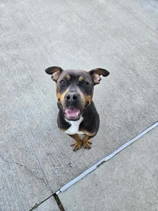 An adult large-sized female Mixed Breed dog named Coco for adoption in Westland, MI