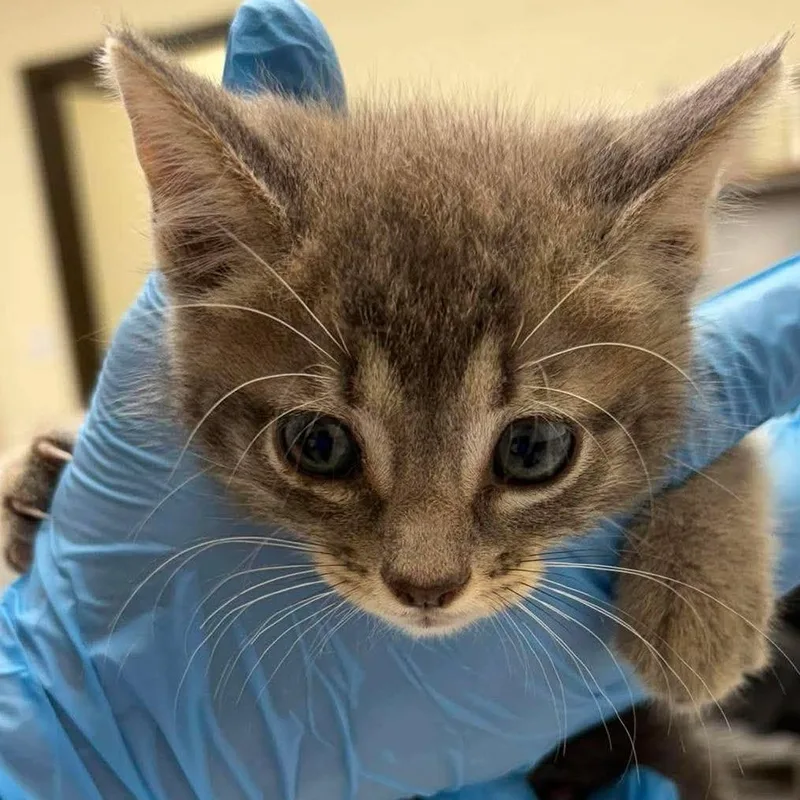 A baby small-sized female Gray / Blue / Silver Domestic Short Hair cat named Lizzy for adoption in Bastrop, TX