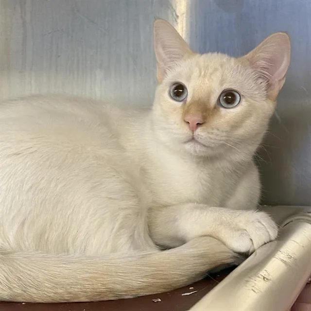 A young small-sized male Domestic Short Hair cat named Blue for adoption in Las Vegas, NV