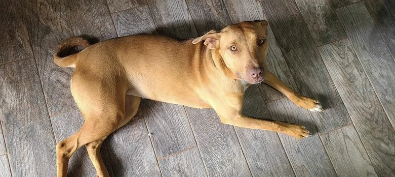 A young medium-sized female Brown / Chocolate Shepherd dog named Lanakai for adoption in Shawnee, OK