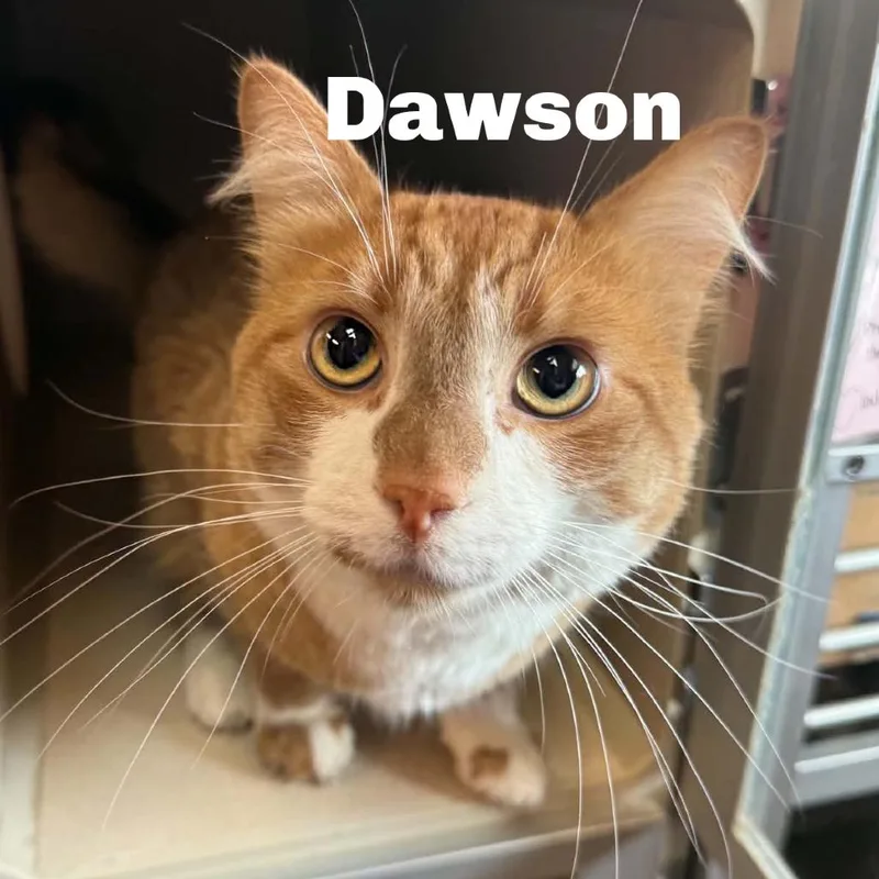 An adult large-sized male Orange / Red Domestic Medium Hair cat named Dawson for adoption in Escanaba, MI