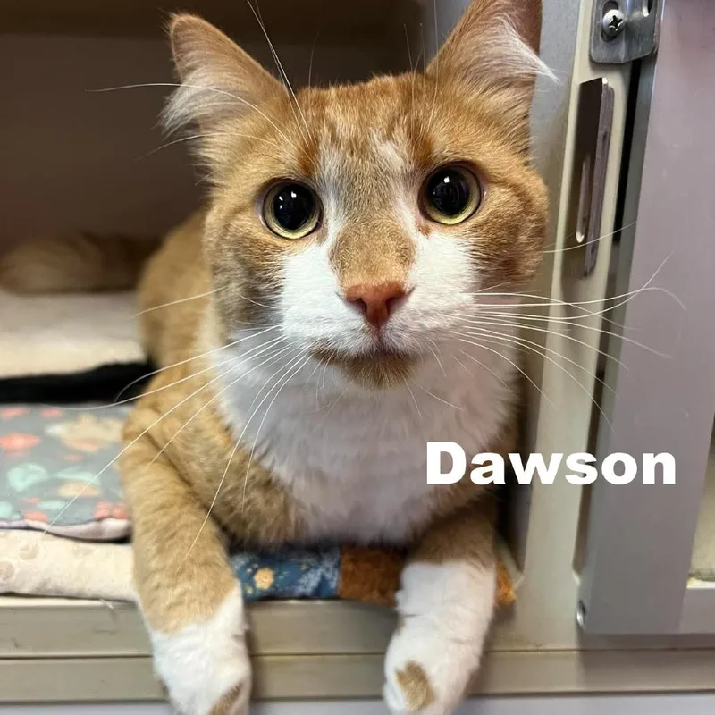 Dawson thumbnail 2