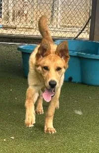 A baby medium-sized male Mixed Breed dog named Marlon for adoption in West Chester, PA