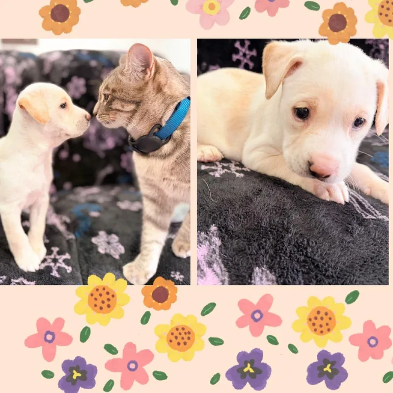 A baby large-sized female White / Cream Pit Bull Terrier dog named Thelma for adoption in Austin, TX