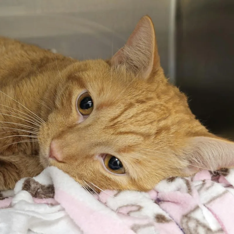 A young large-sized male Domestic Short Hair cat named Sunshine for adoption in Cumming, GA