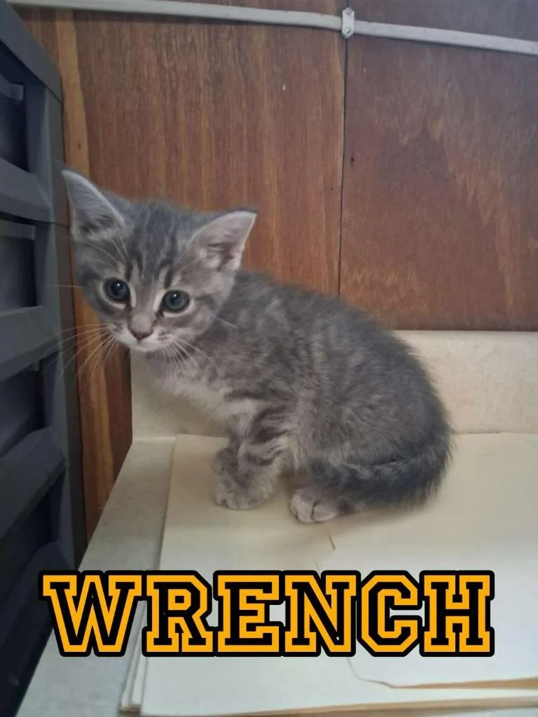 A baby small-sized female Domestic Short Hair cat named Wrench for adoption in Hillsboro, OH