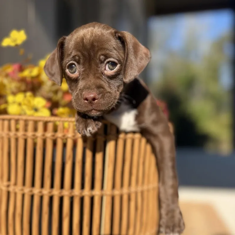 A baby medium-sized female Vizsla dog named Mary for adoption in Baton Rouge, LA