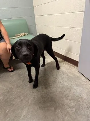 An adult medium-sized male Mixed Breed dog named Orion for adoption in Fallston, MD