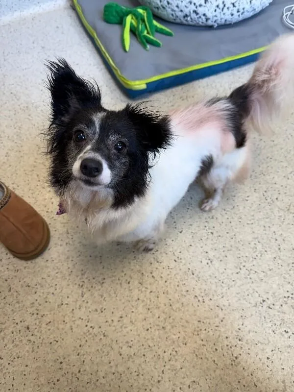 A senior small-sized female Black Papillon dog named Ethel for adoption in Aiken, SC