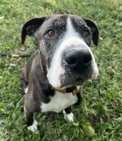 An adult large-sized male Mixed Breed dog named Miller for adoption in New Albany, IN