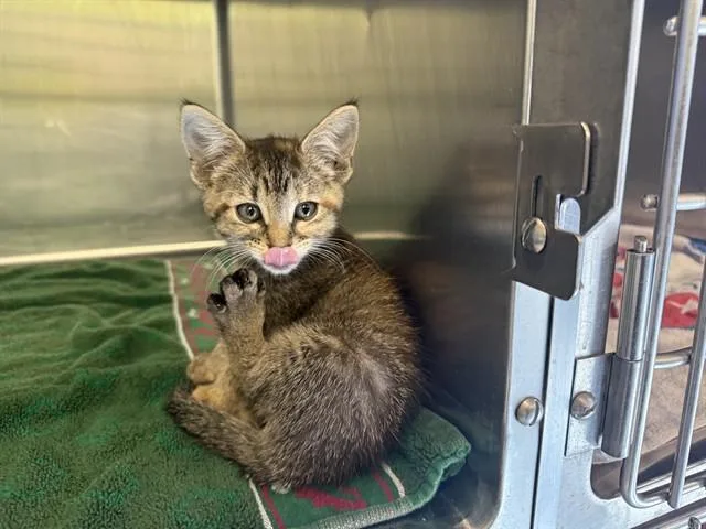 A baby small-sized female Domestic Short Hair cat named Fettuccine for adoption in Grand Prairie, TX