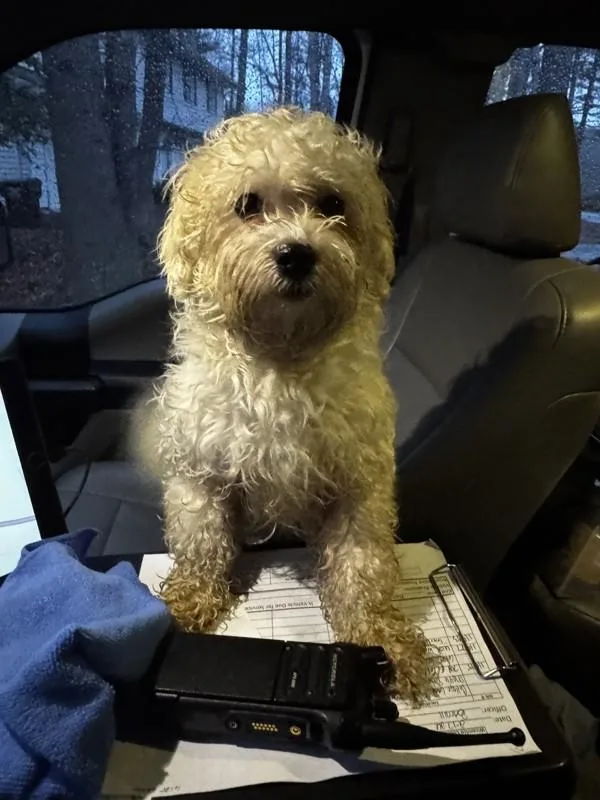 Cotton Ball thumbnail 2