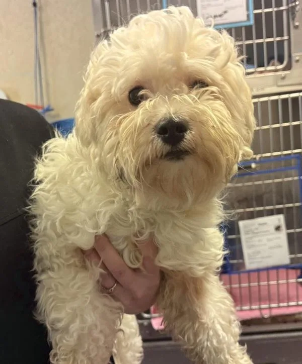 Cotton Ball thumbnail 3