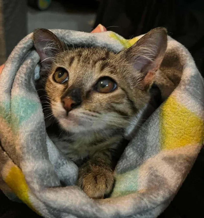 A baby small-sized male Tabby (Brown / Chocolate) Domestic Short Hair cat named Kayce for adoption in Virginia Beach, VA