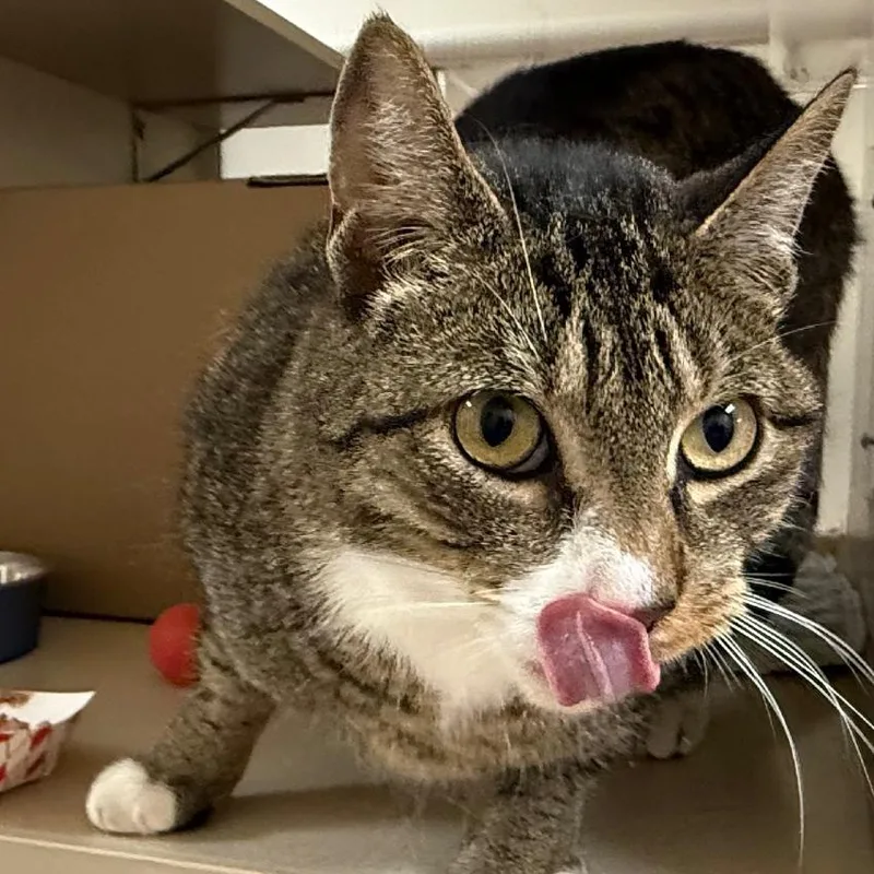 An adult large-sized male Gray / Blue / Silver Domestic Short Hair cat named Maximillian for adoption in Ballston Spa, NY