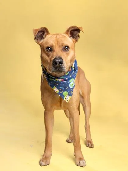 Patrick Paws thumbnail 3